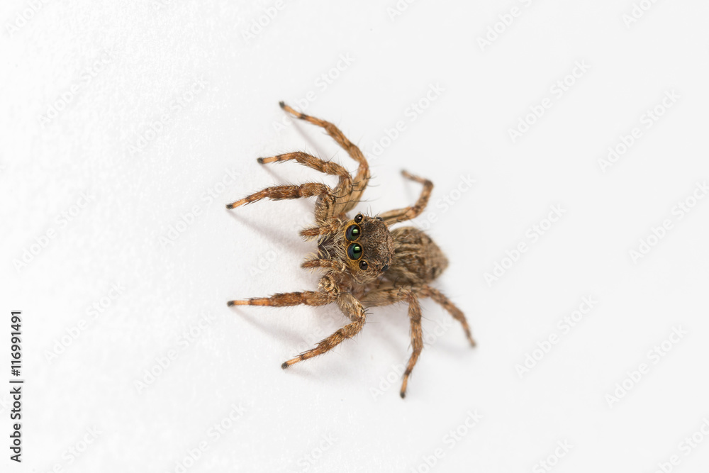 Jumping spider on White background
Jumping spider on White background
