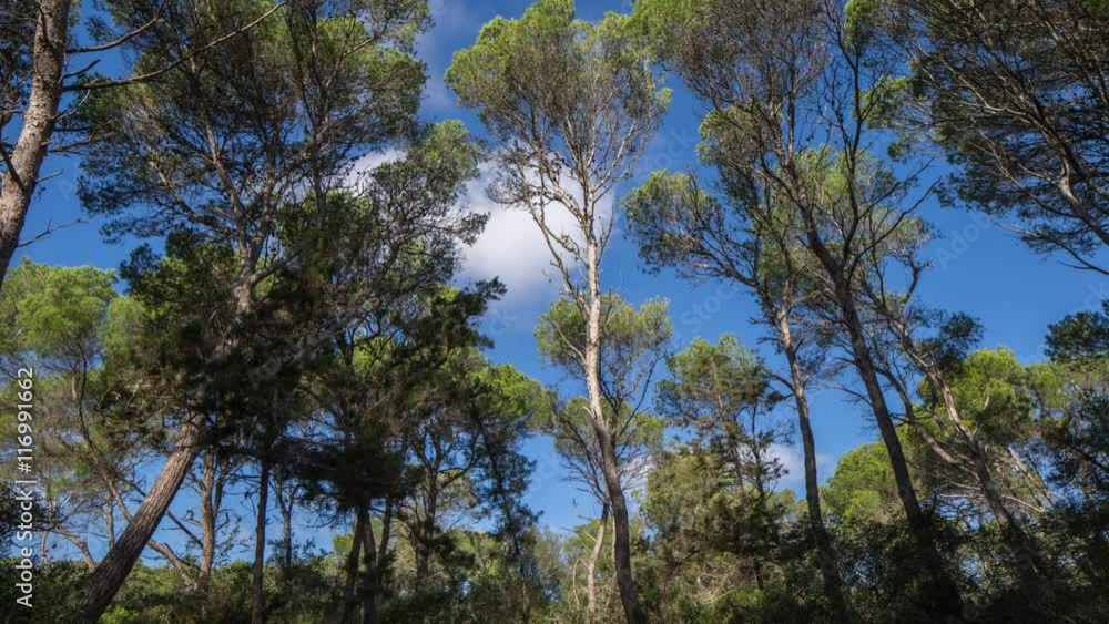 timelapse looking through pine trees to the clouds in the sky, mallorca timelapse looking through pine trees to the clouds in the sky, mallorca