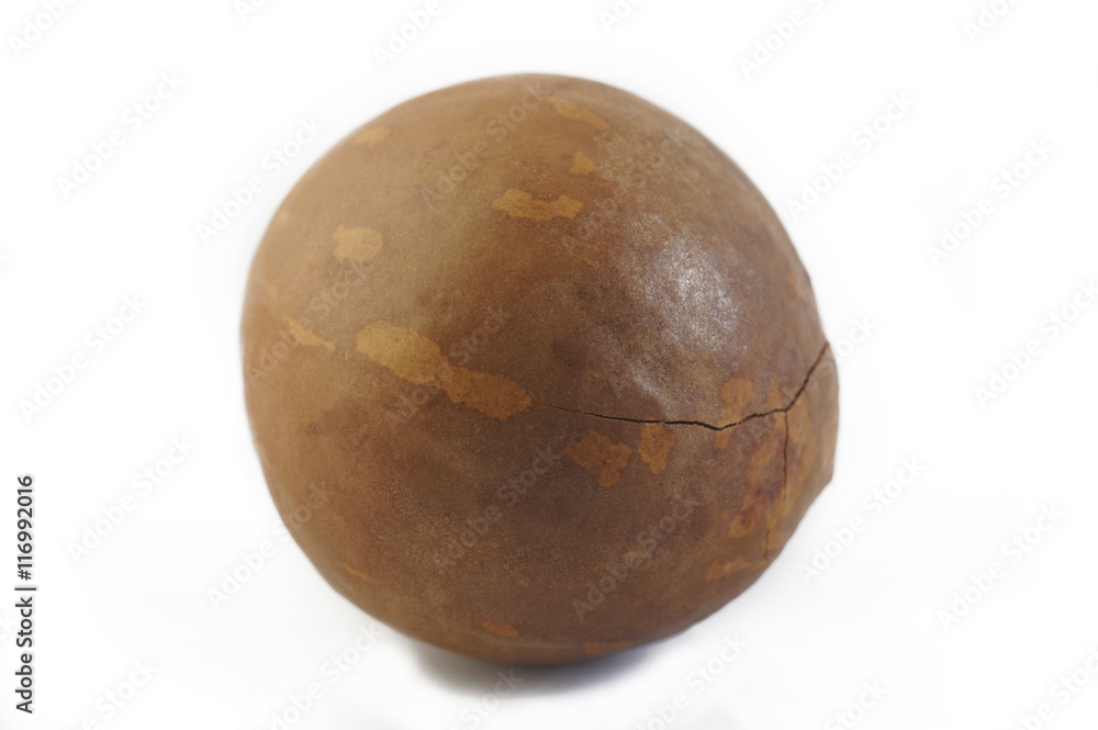 macadamia nut isolated on white background macadamia nut isolated on white background