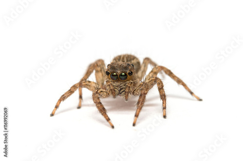 Jumping spider on White background 