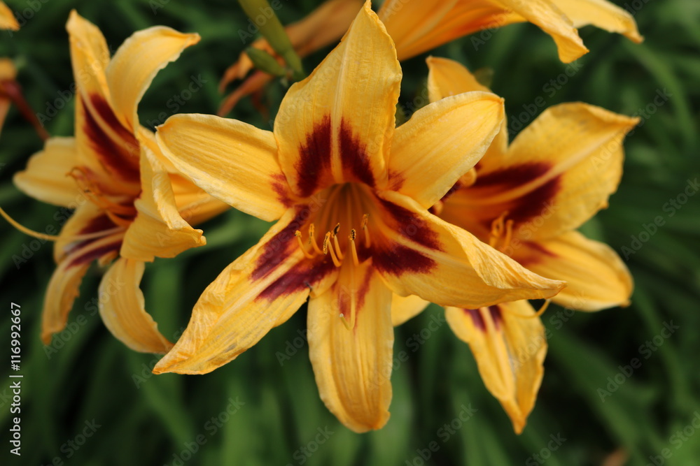 Fototapeta premium Lily - plants perennial grasses, bulbs equipped with a large bright fragrant flowers