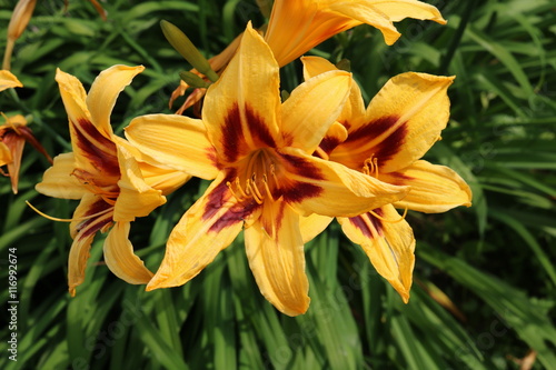 Fototapeta Naklejka Na Ścianę i Meble -  Lily - plants perennial grasses, bulbs equipped with a large bright fragrant flowers