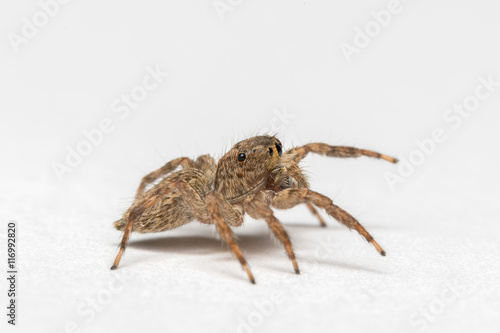 small jumping spider on a white background
