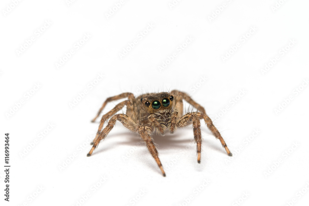 small jumping spider on a white background
