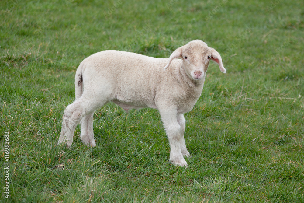 Fototapeta premium Lamb
