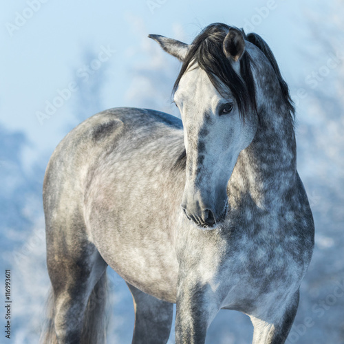 Canvas Print Portrait of thoroughbred gray stallion in winter forest on a blu