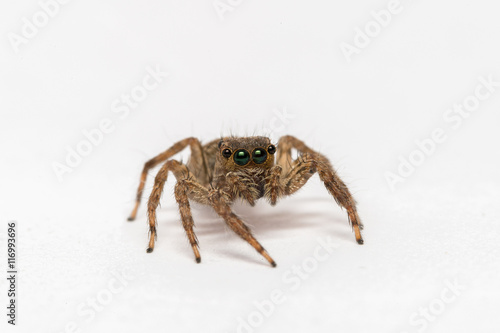 small jumping spider on a white background 