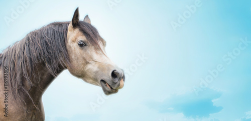 Beautiful horse head of gray horse on blue sky background, banner