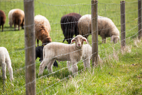 Lamb behind fence