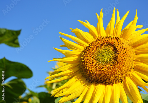 Close up on Isolated Sunflower with Copy Space. Helianthus or Sunflower