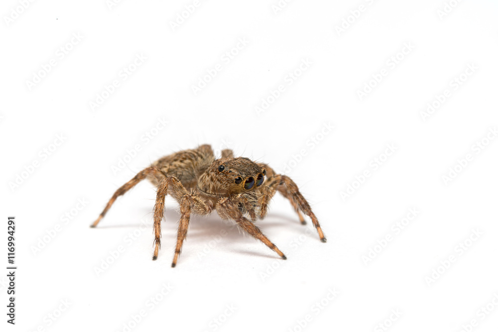 small jumping spider on a white background
