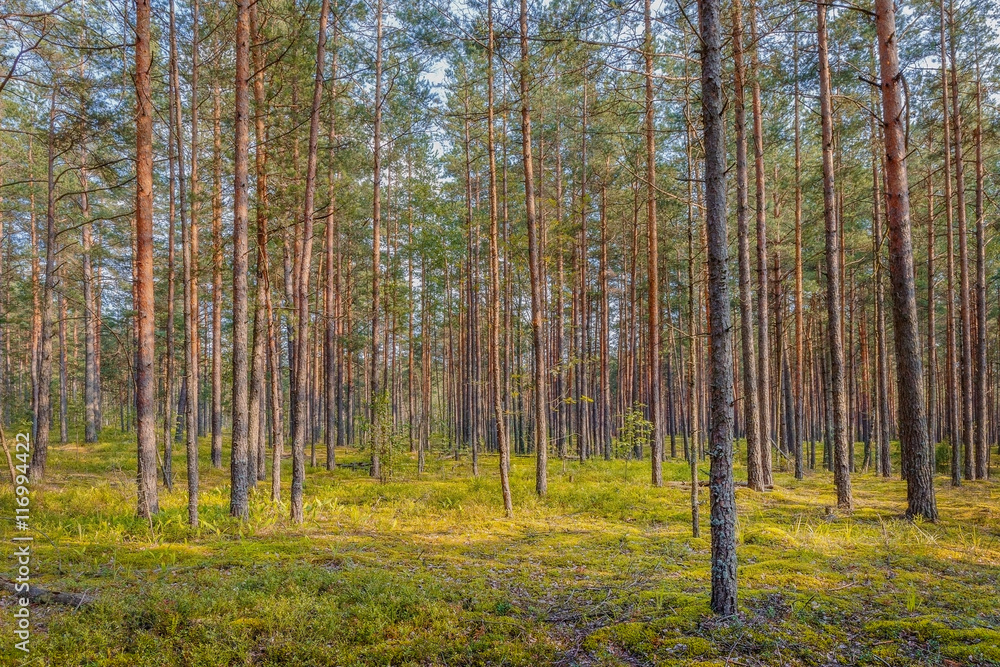 .Summer day in the pine forest .