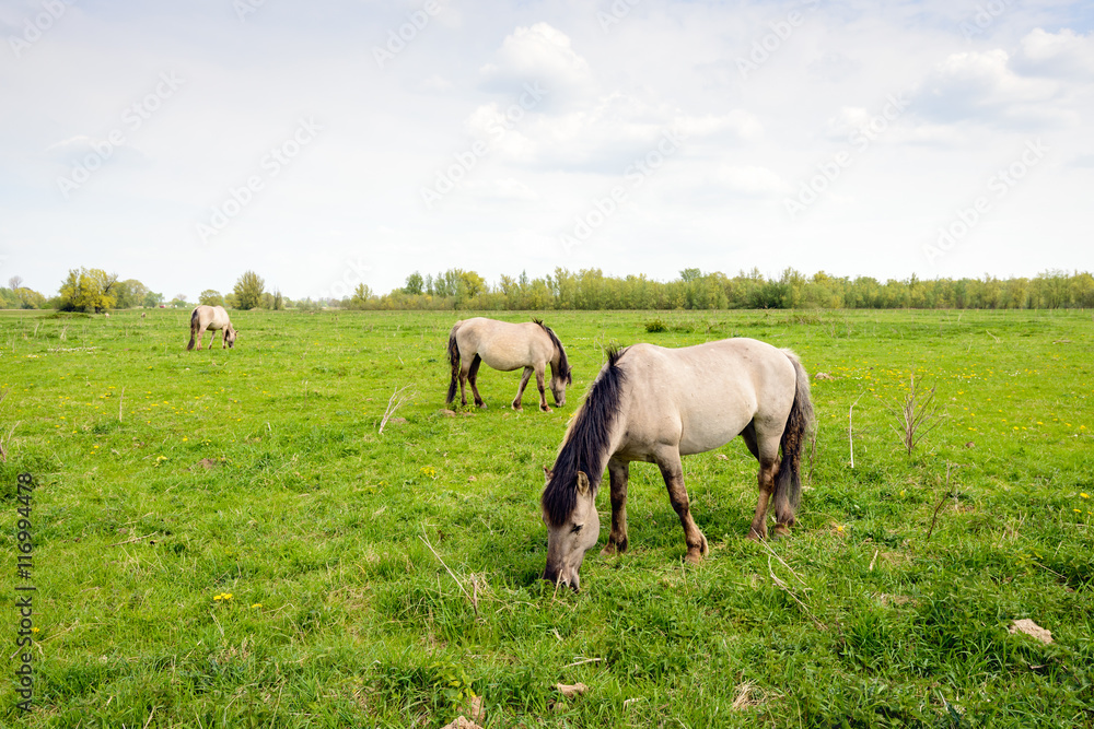 Three Konik horses grazing in a Dutch nature reserve Three Konik horses grazing in a Dutch nature reserve
