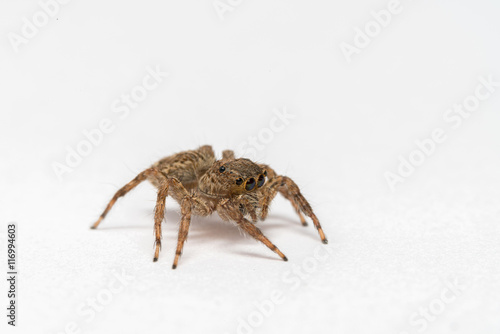 small jumping spider on a white background
