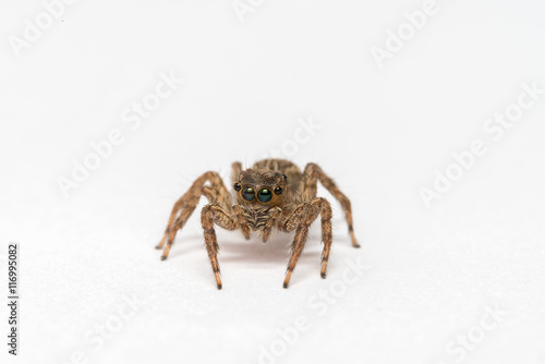 small jumping spider on a white background
