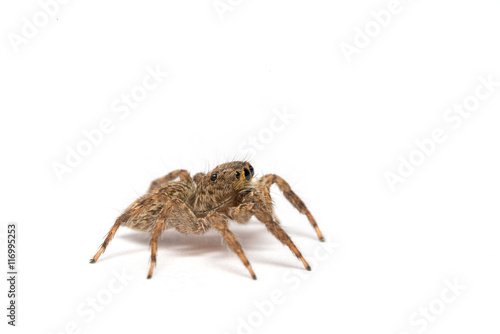 small jumping spider on a white background 