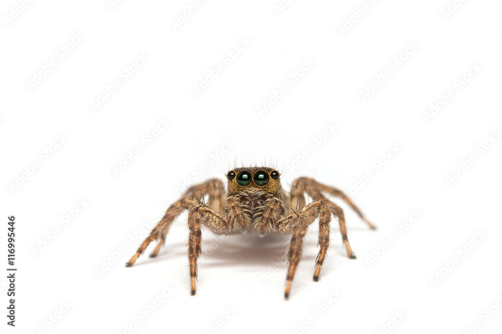 Jumping spider isolated over white. Macro photo
