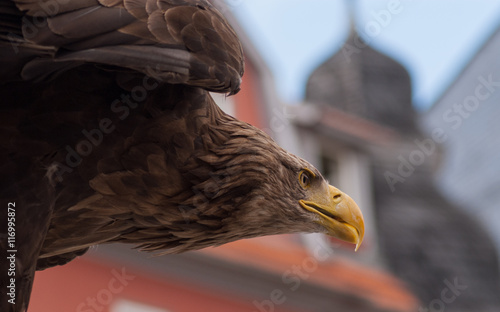 Seeadler im Anflug im Schloss Bad Langensalza photo