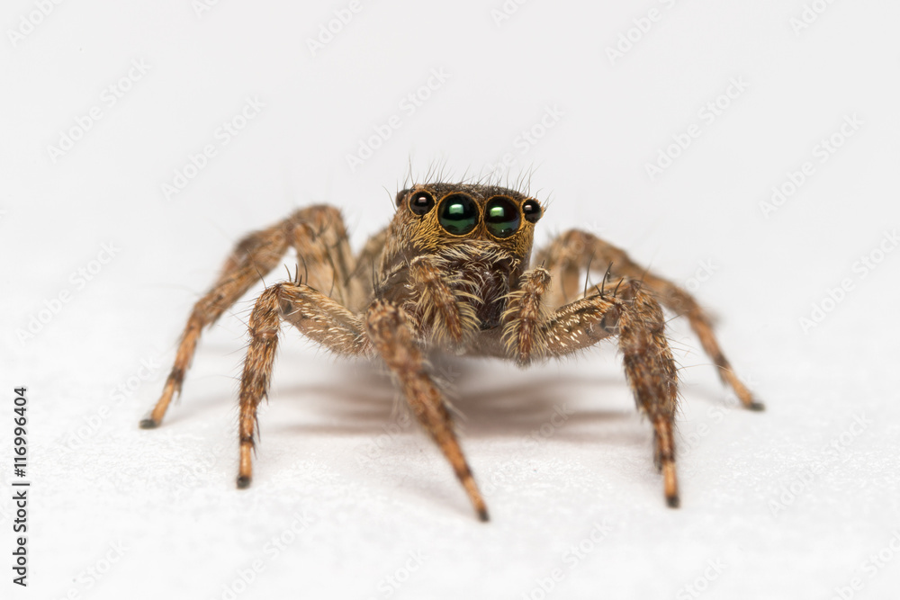 Jumping spider isolated over white. Macro photo
Jumping spider isolated over white. Macro photo