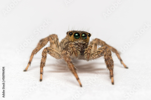 Jumping spider isolated over white. Macro photo 
