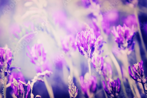 Wild flowers in springtime. Color toning applied.