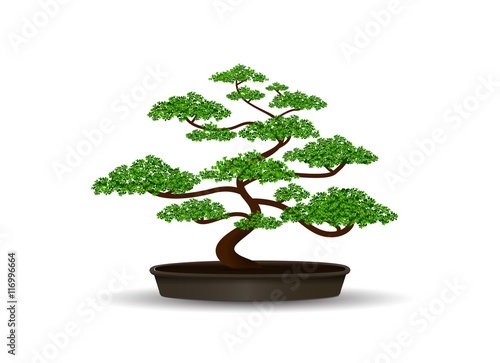 bonsai