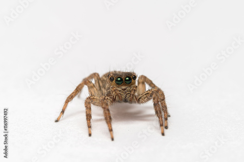 Jumping spider isolated over white. Macro photo 