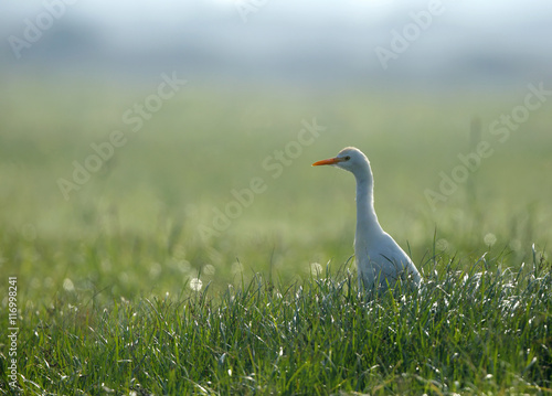 Cattle egret  in the grasses © Dr Ajay Kumar Singh