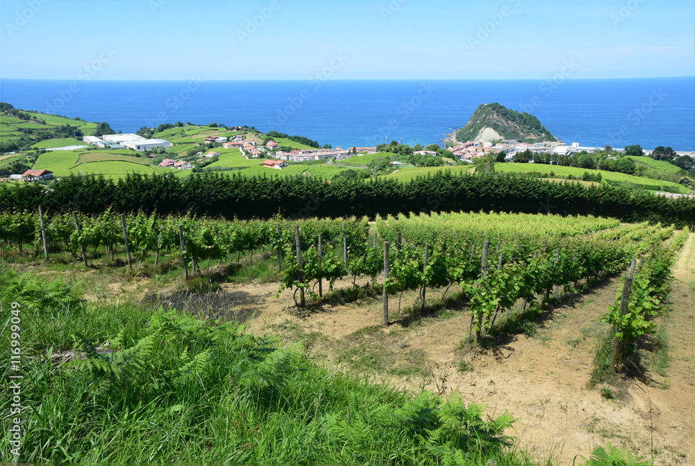 Naklejka premium Weinberg an der Baskischen Atlantikküste