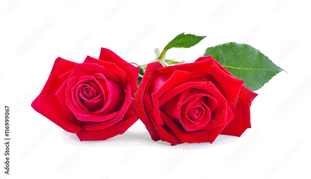 red rose isolated on white background red rose isolated on white background