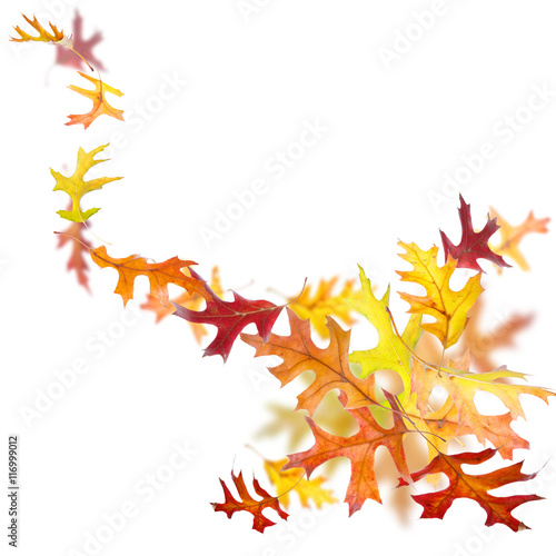 Swirl of autumn oak leaves isolated on white background