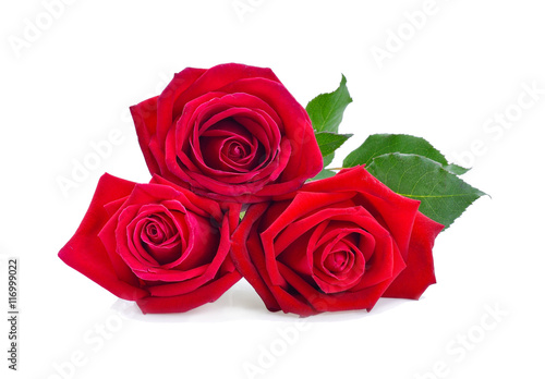 Beautiful red rose isolated on white