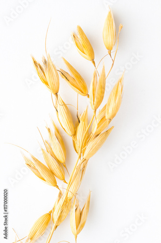 Twig of oats on a white background