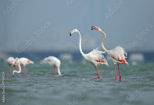 Geater Flamingos feeding