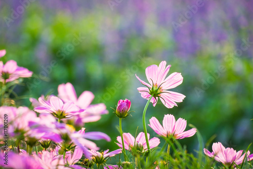 Beautiful pink flowers. © pojvistaimage