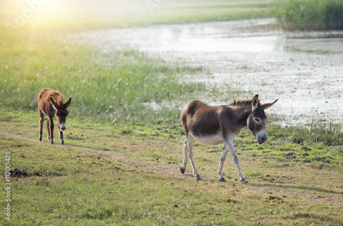 Two donkeys walking beside pond in summer time