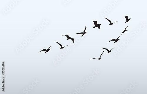 silhouettes of flying birds, vector illustration