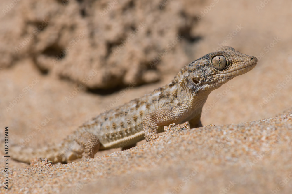 Moorish Gecko (Tarentola Mauritanica)/Moorish Gecko in North African Desert Moorish Gecko (Tarentola Mauritanica)/Moorish Gecko in North African Desert