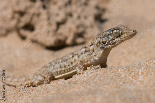 Moorish Gecko (Tarentola Mauritanica)/Moorish Gecko in North African Desert