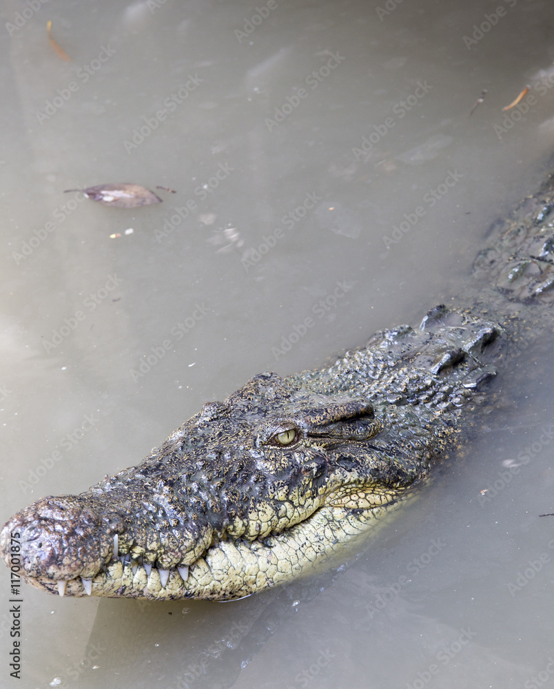 Obraz premium Crocodile in Vietnam