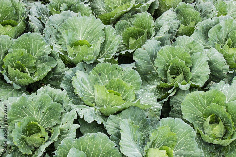 Freshly harvested cabbage Freshly harvested cabbage