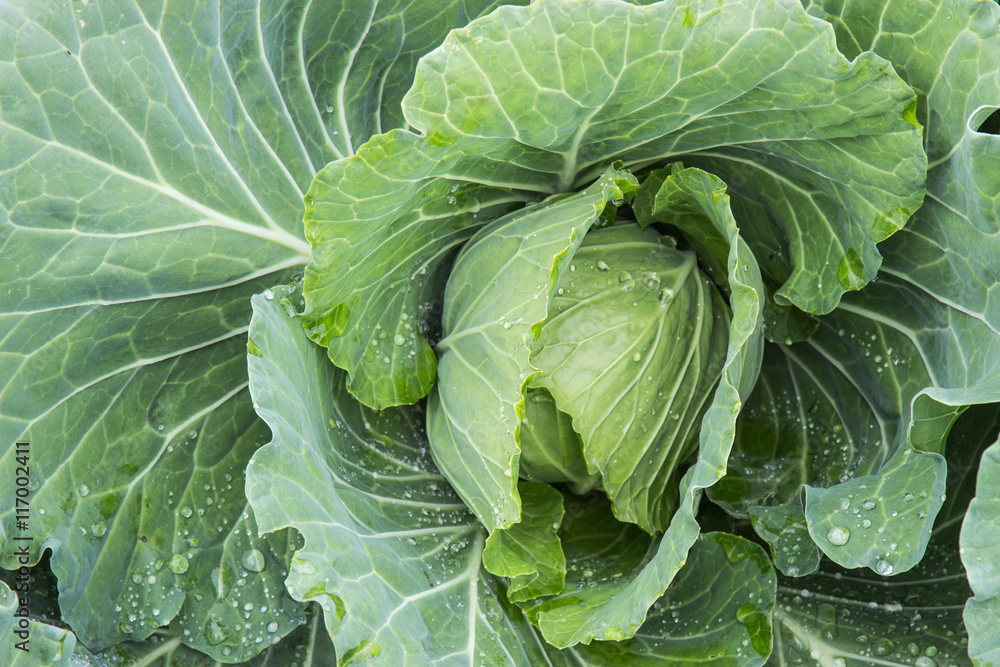 Freshly harvested cabbage Freshly harvested cabbage
