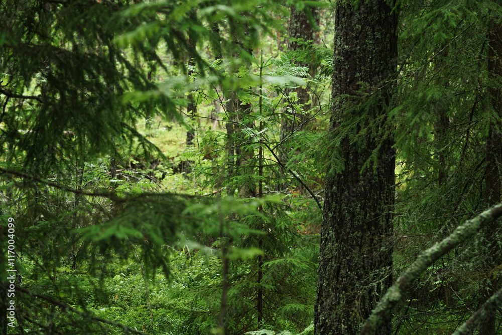 wet green summer forest of karelia wet green summer forest of karelia