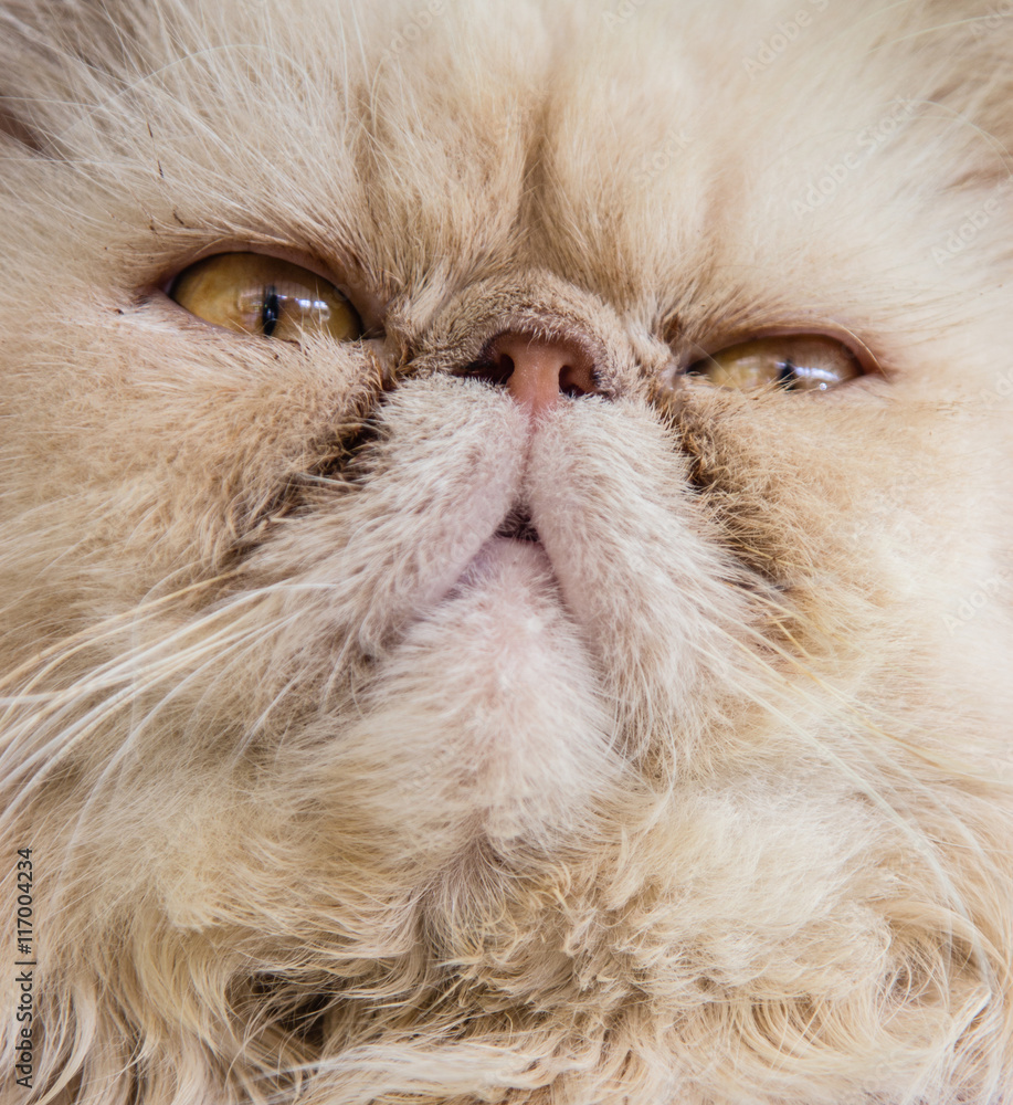 Close up cat portrait of a kitten