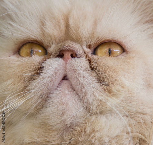 Close up cat portrait of a kitten