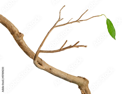 Fototapet dry branch with leaf