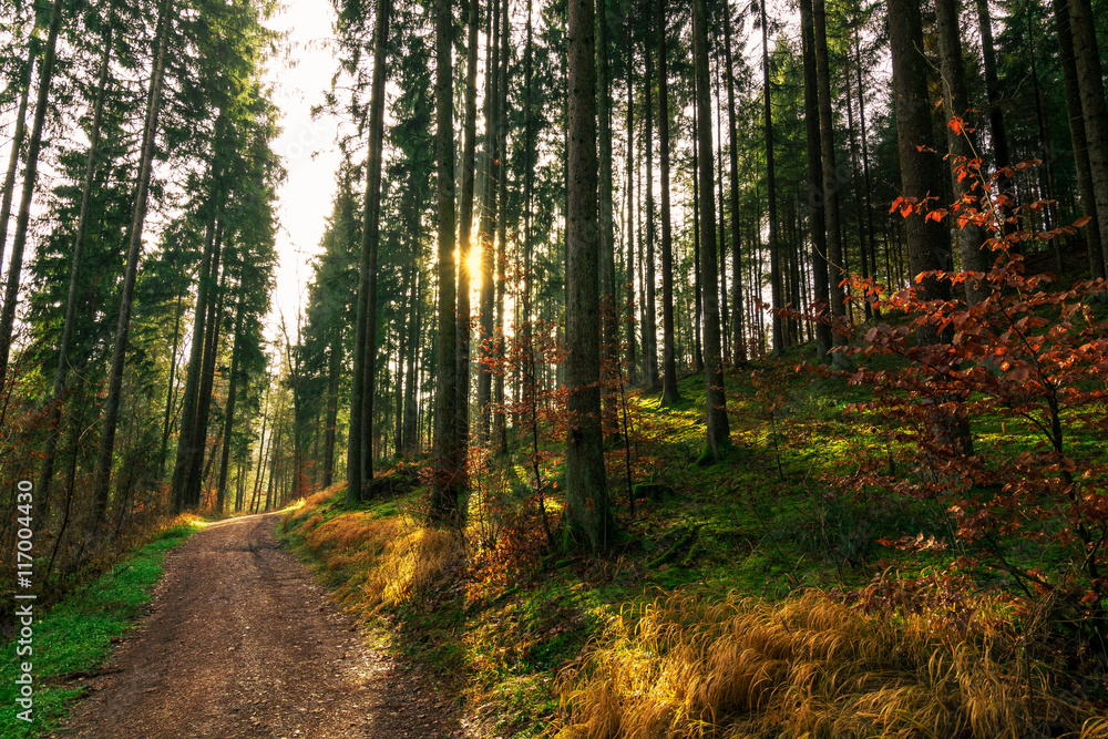 Fototapeta premium Wandern im sommerlichen Herbst