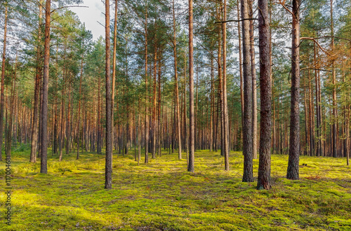 .Summer day in the pine forest .