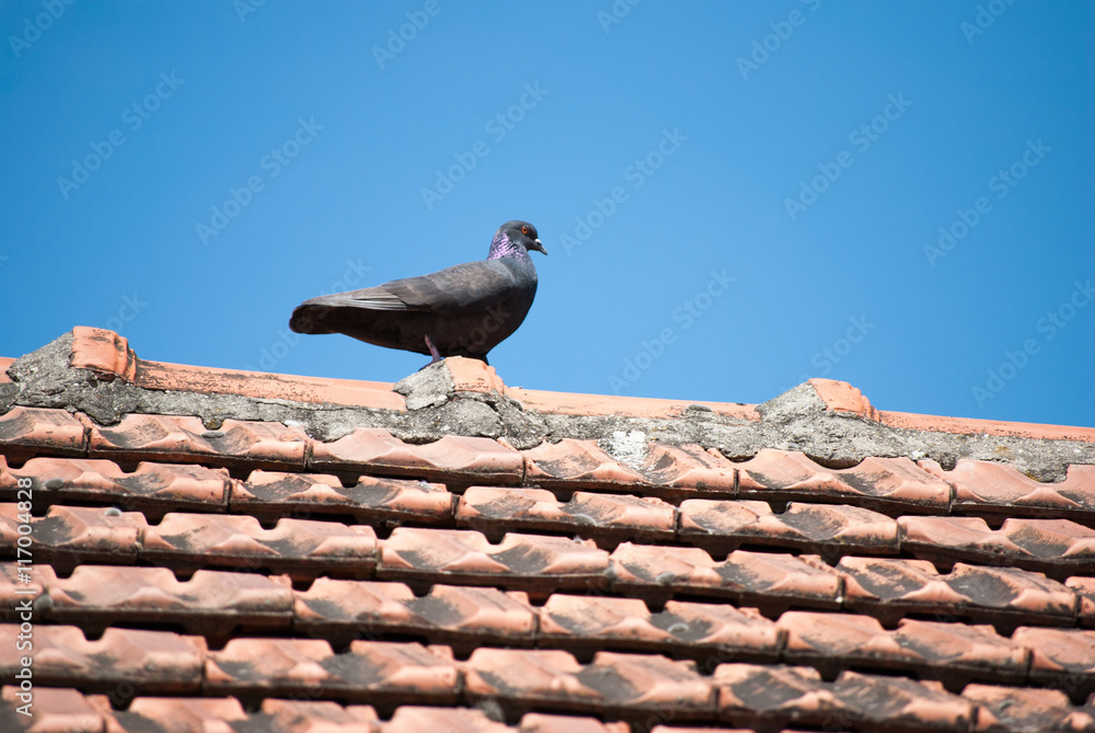 Pigeon on red roof with blue sky Pigeon on red roof with blue sky