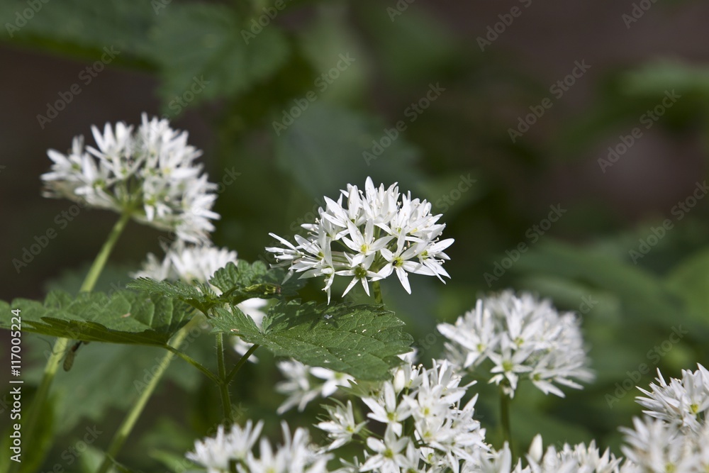 Allium ursinum - ramsons, buckrams, wild garlic, broad-leaved garlic, wood garlic, bear leek, bear's garlic Allium ursinum - ramsons, buckrams, wild garlic, broad-leaved garlic, wood garlic, bear leek, bear's garlic